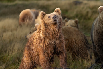 Brown bear in peaceful environment September heat 2025