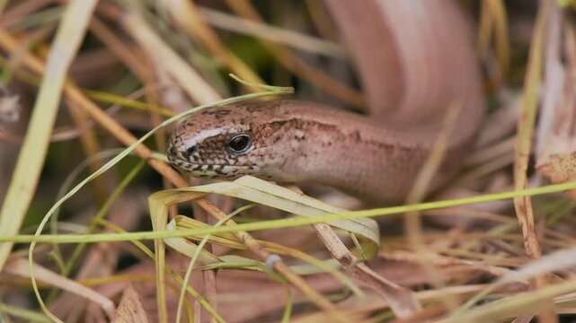 Close Up of a Slow Worm