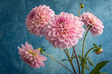 pink dahlia flowers