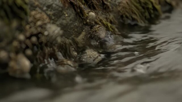 Rock Pool Storm With Abstract Limpets Moss and Silt