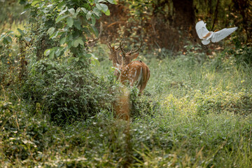 A herd of spotted deer moves through the forest of Chitwan, led by a majestic stag with tall antlers, symbolizing strength, beauty, and harmony in the wild.