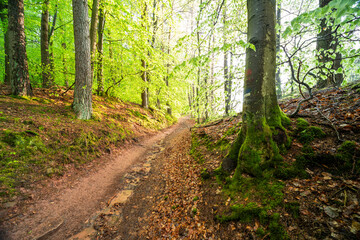 Herbstliche Buchen mit bemoostem Wurzelansatz im Nebel im Modenbachtal bei Edenkoben