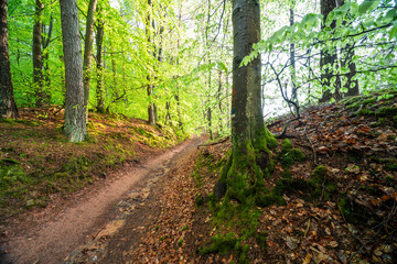 Herbstliche Buchen mit bemoostem Wurzelansatz im Nebel im Modenbachtal bei Edenkoben