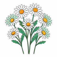 bouquet of camomiles