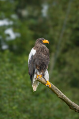 The white-tailed eagle. ( Haliaeetus pelagicus ) 2025