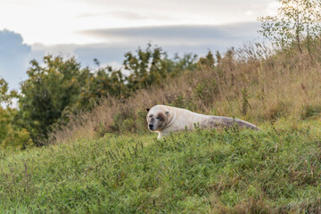 Obraz premium The polar bear. ( Ursus maritimus ) 2025