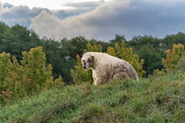 Obraz premium The polar bear. ( Ursus maritimus ) 2025