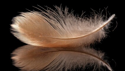 Obraz premium Close-up feather, reflected on black surface