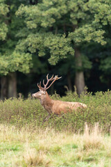 Red deer in Danish nature 2025