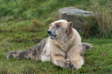 The polar bear. ( Ursus maritimus ) 2025