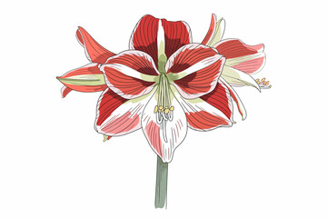 Fototapeta premium Striking Amaryllis Blossom Illustration with Red and White Petals and a Vibrant Green Stem on a White Background