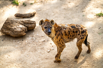 Spotted Hyena Standing on Dirt Ground
