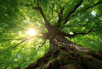 Obraz premium Majestic tree stretching upwards, sunlight filtering through lush green canopy. Perspective from the base of the trunk, emphasizing height & leafy expanse