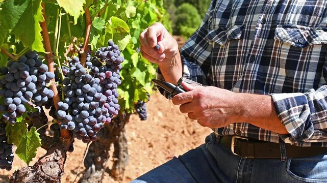 Cannonau grapes. The agronomist farmer in the vineyard collects and squeezes the grapes on the refractometer to measure the sugar content. Traditional agriculture in Sardinia. Footage, 4k resolution.