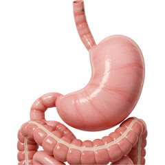 Human Digestive System Anatomy of Stomach Intestines and Upper GI Tract on transparent background
