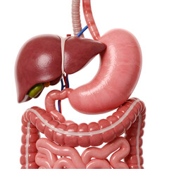 Human Digestive System Anatomy Liver Stomach Intestines Model on transparent background