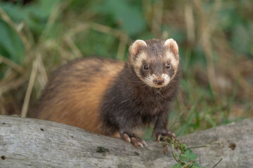 The ferret (Mustela putorius) is playing and curious.