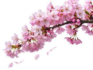 Naklejka premium cherry blossom isolated on white