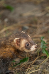 The ferret (Mustela putorius) is playing and curious.