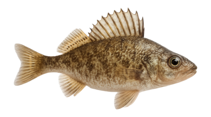 Ruffe with spiny dorsal fin and brownish, mottled body pattern