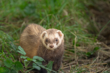 The ferret (Mustela putorius) is playing and curious.