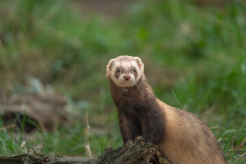 Fototapeta premium The ferret (Mustela putorius) is playing and curious.