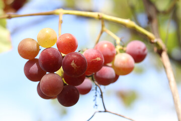 Bunch of ripening grapes growing on a vine on a farm. Natural background. Bunch of grapes on a blurred background. Berries with selective focus. Close-up of Lydia grapes