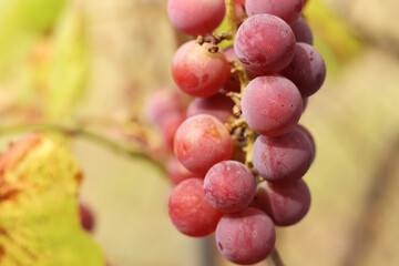 Bunch of ripening grapes growing on a vine on a farm. Natural background. Bunch of grapes on a blurred background. Berries with selective focus. Close-up of Lydia grapes