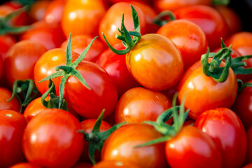 A vibrant harvest of freshly picked cherry tomatoes (Solanum lycopersicum) in Waukesha County, Wisconsin, captured in early September.