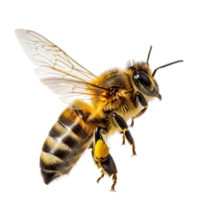 Papier peint photo Abeille A detailed close-up of a honey bee captured in flight isolated on a clean transparent background for commercial use.  © vectorargrap