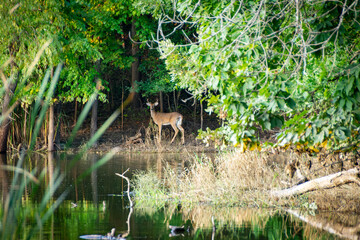 A White-tailed deer (Odocoileus virginianus) pauses along a pond's edge in Waukesha County,...
