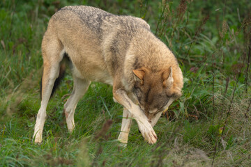 Wolf (Canis lupus) i Denmark 2025