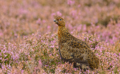 Red Grouse, Scientific name: Lagopus Lagopus.  Close up of a male Red Grouse in late summer, stood in purple blooming heather, Yorkshire Dales, UK.  Horizontal.  Copy space