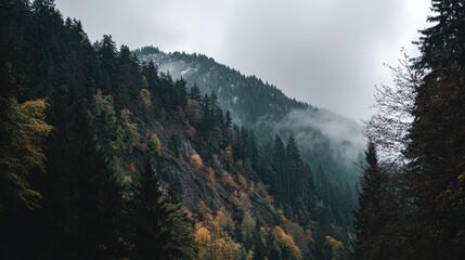 Dramatic landscape of a forested mountainside with fog rolling across the slopes on an overcast day