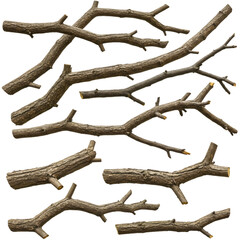 Branches Natural Wood Texture Collection for Design on transparent background