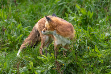 The red fox ( Vulpes vulpes ) denmark 2025