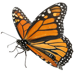 Monarch butterfly with vibrant orange and black wings, isolated on transparent background