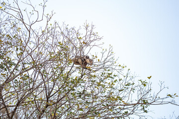 Uma macaco carregando um filhote grudado nas costas, empoleirado, se locomovendo, em galhos de ipê, em busca de brotos de flores para alimentação.