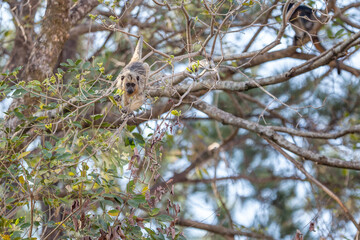 Dois macacos empoleirados em galhos de um ipê com poucas folhas.