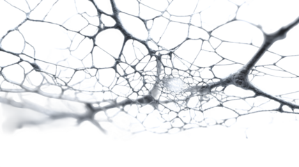 Intricate spider web with fine delicate strands for spooky decor, isolated on white background