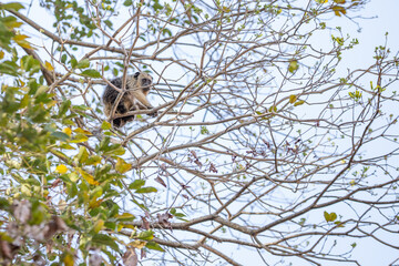 Um macaco pequeno, de pelo amarelo, empoleirado em galhos de ipê.