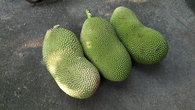 Close up of Cempedak (Artocarpus integer) fruit, is a species of tree in the family Moraceae, in the same genus as breadfruit and jackfruit. It is native to Southeast Asia.
