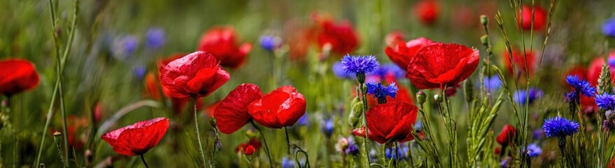 Obraz premium Vivid wildflowers bloom in a field of green, with brilliant red poppies and striking blue cornflowers creating a vibrant, natural landscape