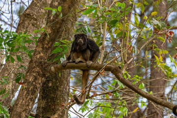 Um macaco preto empoleirado em um galho de uma &aacute;rvore no bosque.