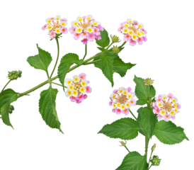 ランタナ　9月撮影