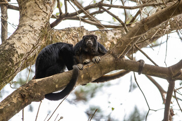 Dois macacos pretos empoleirados em galhos de um ipê.