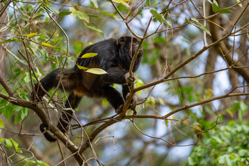 Um macaco preto empoleirado, se locomovendo, em galhos de uma árvore.