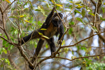 Obraz premium Um macaco preto empoleirado em alguns galhos de uma árvore.
