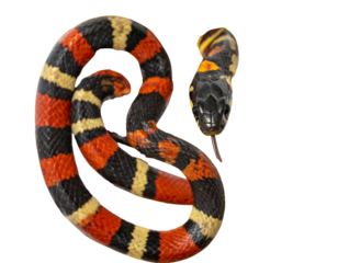 Curled Coral Snake in Defensive Pose with Leaf Props