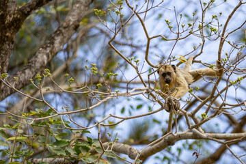 Um macaco empoleirado em galhos de um ipê